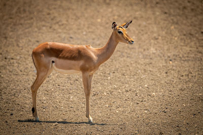 Female common impala stands staring casting shadow