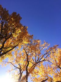 Low angle view of trees against clear blue sky