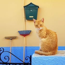 Cat looking away while sitting on wall of house