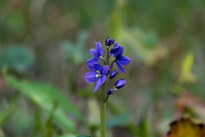 Close-up of purple flowers blooming outdoors