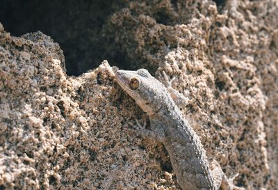 Close-up of lizard on rock