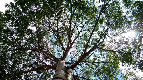 Low angle view of trees against sky