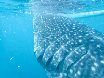 Fish swimming in sea