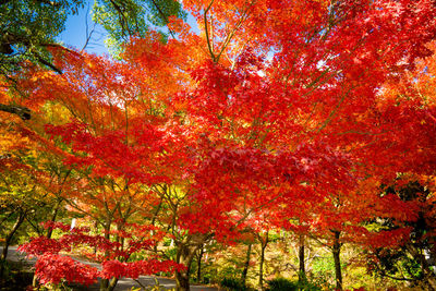 Low angle view of autumnal trees against orange sky