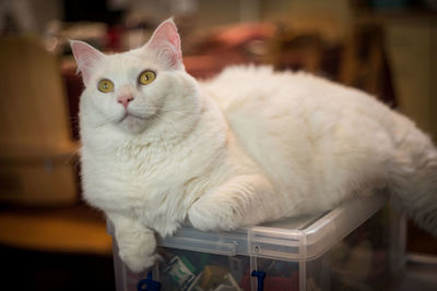 Portrait of cat relaxing on storage case at home