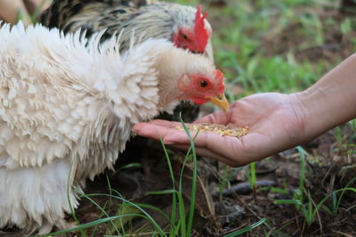 Close-up of a hand holding a bird