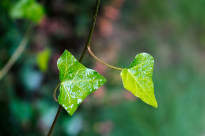 Close-up of wet leaves