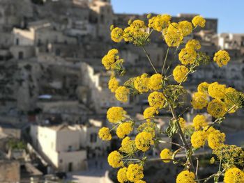 Close-up of yellow flowers blooming against clear sky