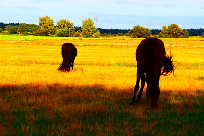 Full length of a horse on field