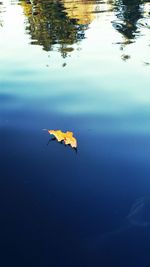 Reflection of trees in water