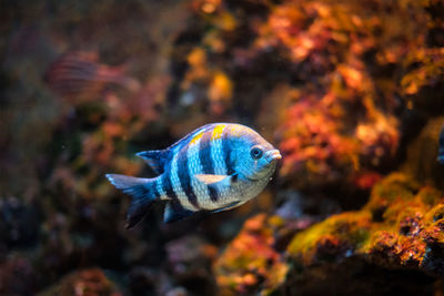 Close-up of fish swimming in sea