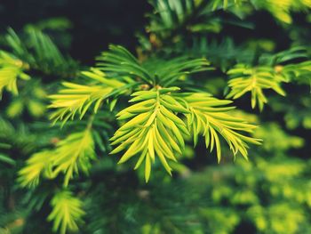 Close-up of green leaves