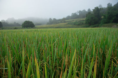 Scenic view of agricultural field against sky