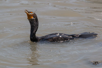 View of cormorant swimming in lake with fish