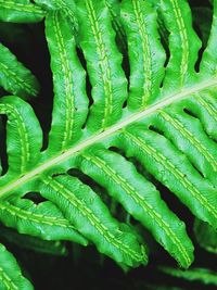 Full frame shot of fresh green leaves