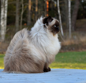 Cat sitting on a field