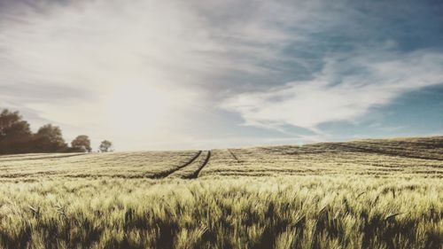 Scenic view of agricultural field against sky