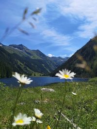 White flowering plants on field against sky