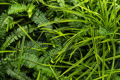 High angle view of green plants