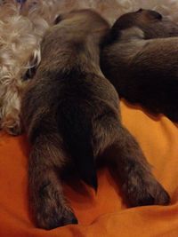 High angle view of a dog relaxing on bed at home