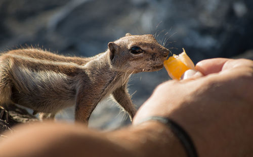 Close-up of hand feeding