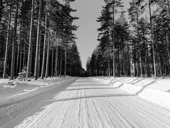 Trees on snow covered land against sky