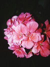 Close-up of pink flowers