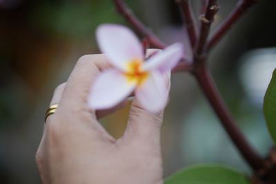Close-up of human hand holding frangipani on branch