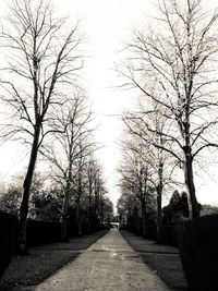 Empty road along trees