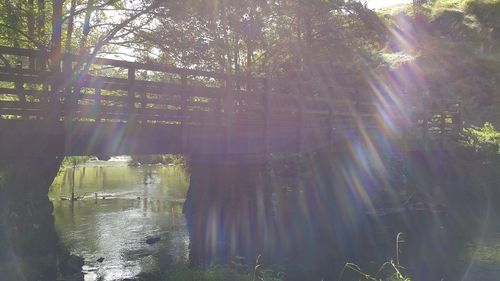 Sun shining through trees in forest