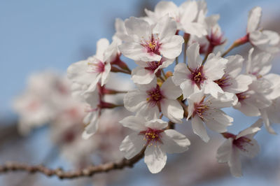 Close-up of cherry blossoms