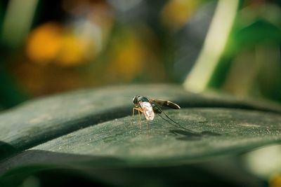 Close-up of insect