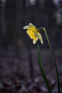 Close-up of yellow daffodil flower