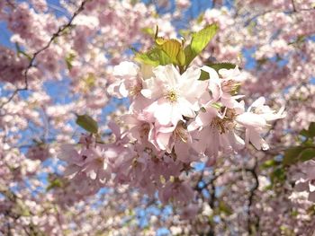 Close-up of pink flowers blooming on tree