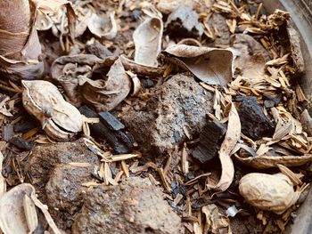 High angle view of dried leaves on land