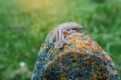 Sand lizard sits on a stone against background of green grass.