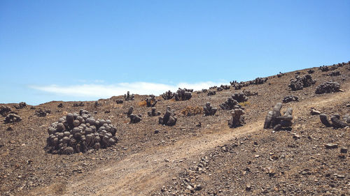 Scenic view of field against clear blue sky