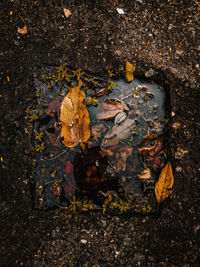 High angle view of dry maple leaf on land