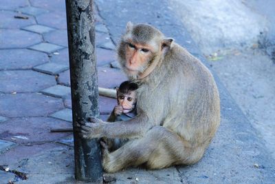 The warmth of the mother