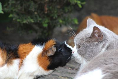 Close-up of a cat and guinea-pig