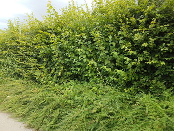 Plants growing on tree