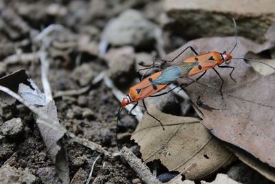 Close-up of insect