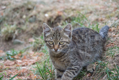 Portrait of tabby cat on land