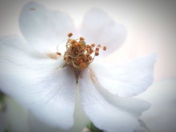 Close-up of white flowers