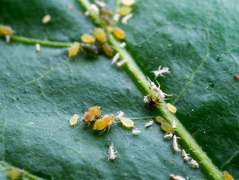 Close-up of insect on leaves