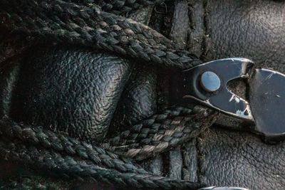 Close-up of lizard on rope