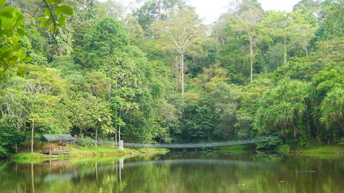 Scenic view of lake in forest