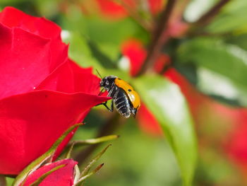 Close-up of bee pollinating on red flower