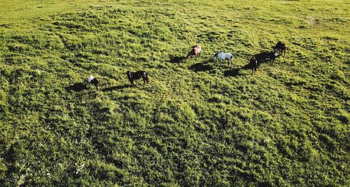 View of horses grazing in field