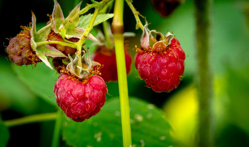 Close-up of red berries growing on plant